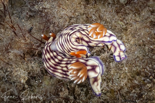 Image of Hypselodoris whitei