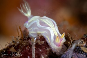 Image of Ceratosoma sp. 1