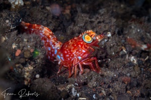 Image of Metapenaeopsis lamellata