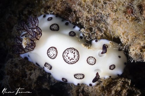 Image of Jorunna funebris