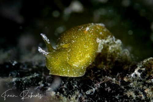 Image of Elysia sp. 2