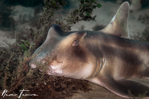 Image of Heterodontus galeatus