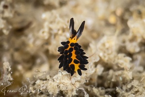 Image of Placida kevinleei