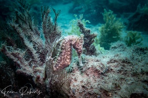 Image of Hippocampus H. kuda