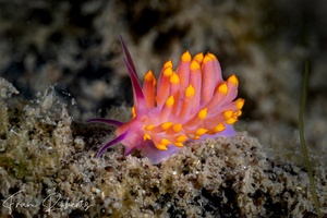 Image of Trinchesia sibogae var A