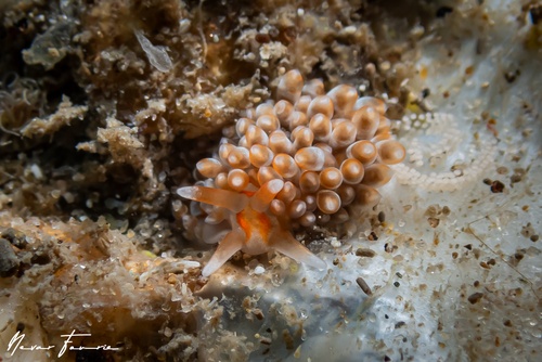 Image of Anteaeolidiella ireneae