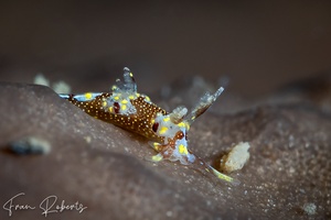 Image of Trapania benni