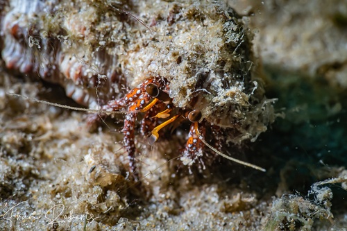 Image of Dardanus megistos