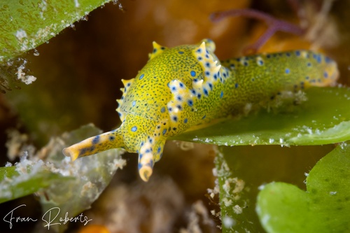 Image of Oxynoe viridis