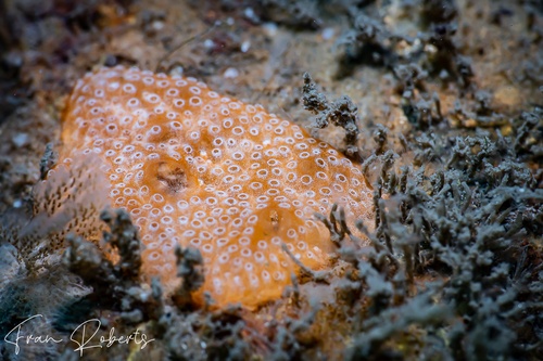 Image of Tunicates Various