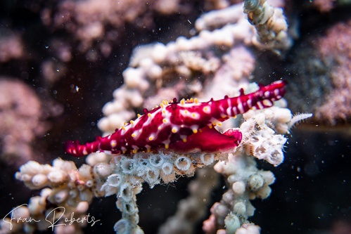 Image of Phenacovolva nectarea