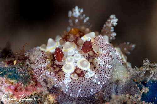 Image of Carminodoris estrelyado