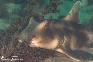 Image of Heterodontus galeatus