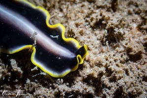 Image of Pseudoceros paralaticlavus