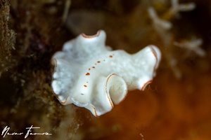 Image of Unidentified Flatworm sp. 14