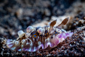 Image of Dendrodoris denisoni