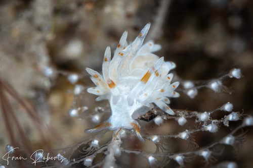 Image of Tenellia sp. 10