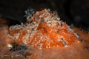 Image of Sclerodoris tuberculata