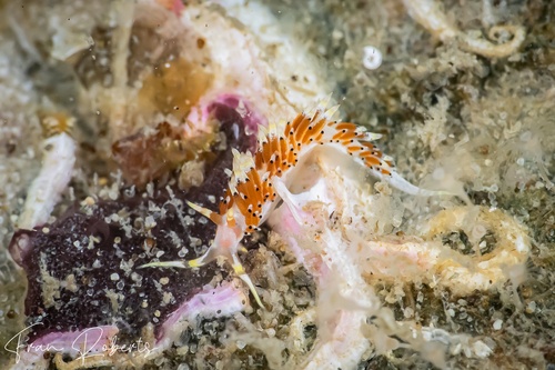 Image of Facelina sp. 3