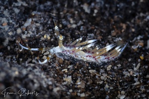 Image of Cratena sp. 2