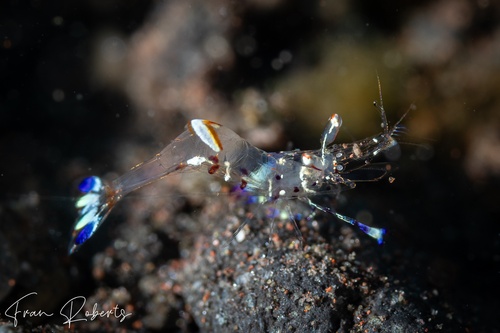 Image of Ancylomenes holthuisi