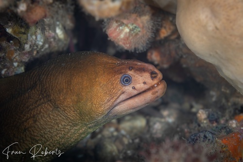 Image of Gymnothorax prasinus