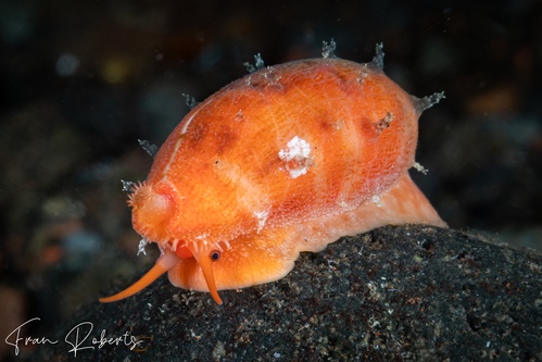 Image of Palmadusta ziczac