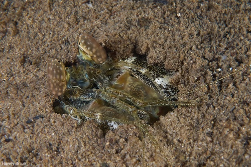 Image of Odontodactylus sp. 1