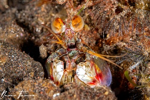 Image of Odontodactylus latirostris