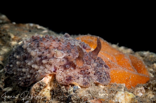 Image of Carminodoris nodulosa