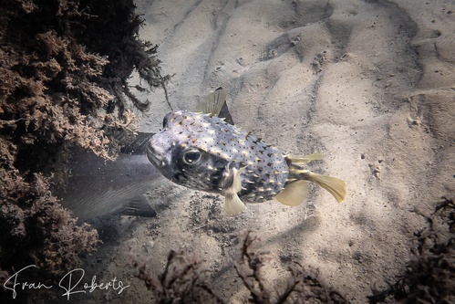 Image of Dicotylichthys punctulatus