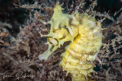 Image of Hippocampus H. kuda