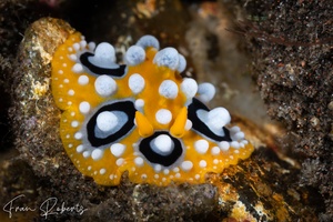 Image of Phyllidia ocellata