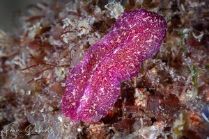 Image of Pseudoceros rubronanus