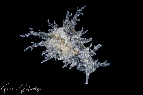 Image of Bursatella leachii