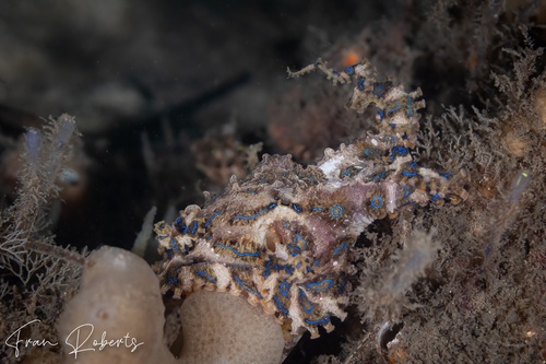 Image of Hapalochlaena fasciata