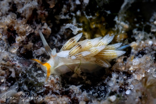 Image of Tenellia puellula