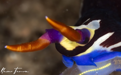 Image of Nembrotha purpureolineata