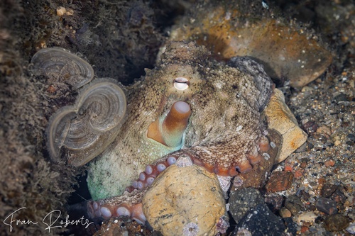 Image of Octopus tetricus