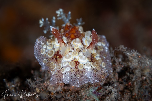 Image of Carminodoris estrelyado