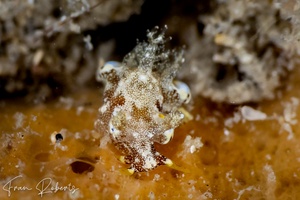 Image of Trapania palmula