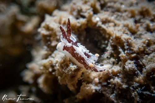 Image of Murphydoris adjusta