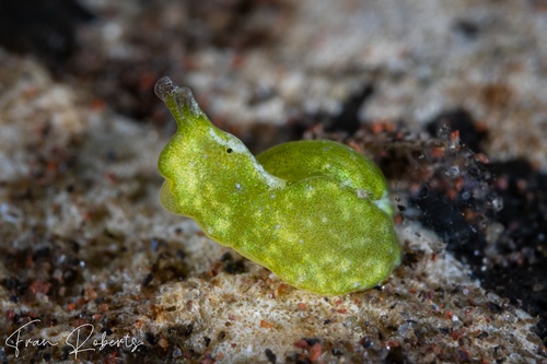 Image of Elysia sp. 3