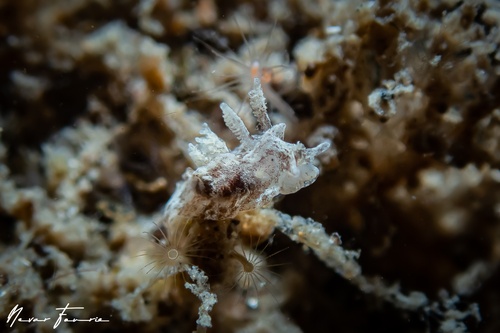 Image of Goniodoris sp. 2