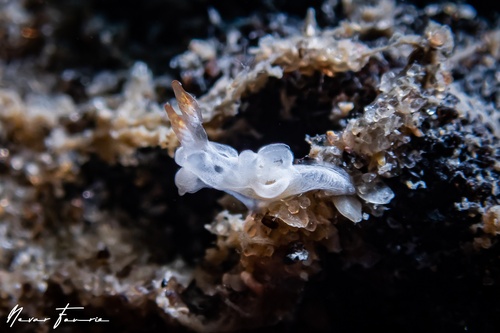 Image of Goniodoris sp. 1