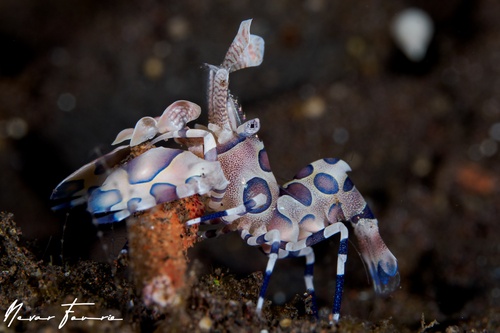 Image of Hymenocera picta