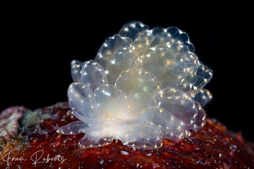 Image of Cyerce elegans