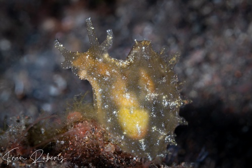 Image of Notarchus indicus