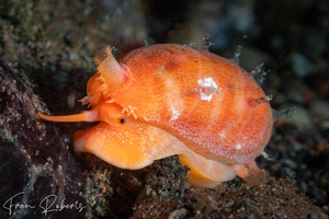 Image of Palmadusta ziczac