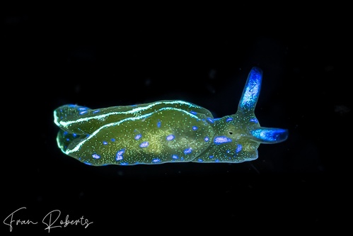 Image of Elysia sp. 1